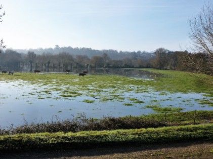 vaches dans les prés innondés