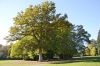 Arbre