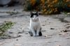 chat