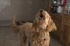 chien aboiement ©dahancoo-pixabay