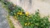 Fleurs trottoir
