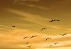 oiseaux en vol