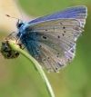 papillon ©CD 49