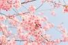printemps_cerisier