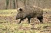 sanglier