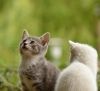 chat©suzanneP4 -Pixabay